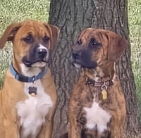 Layla - ADOPT ME WITH LENNY!! - Photo 9