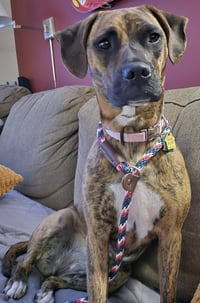 Layla - ADOPT ME WITH LENNY!! - Photo 8