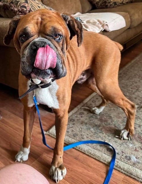 LANCE - ADOPTION PENDING!!! - Boxer available for adoption