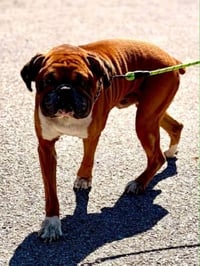 Lance - ADOPTION PENDING!!! - Photo 3