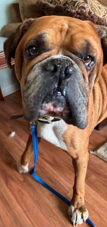 Lance - ADOPTION PENDING!!! Image