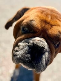 Lance - ADOPTION PENDING!!! - Photo 4