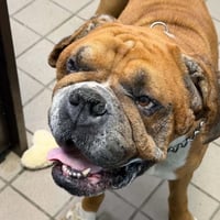 Lance - ADOPTION PENDING!!! - Photo 5