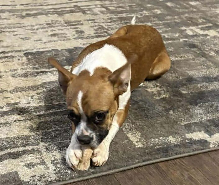 HOPE - FOSTER OR ADOPT ME WITH FAITH!! - Boxer available for adoption