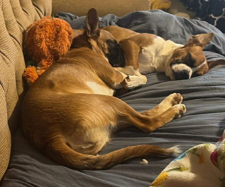 Hope - FOSTER OR ADOPT ME WITH FAITH!! - Photo 3