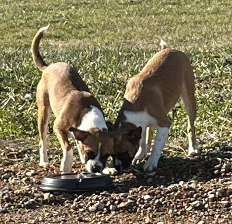 Hope - FOSTER OR ADOPT ME WITH FAITH!! - Photo 4