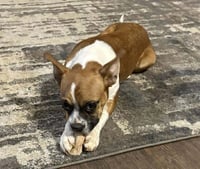Hope - ADOPTION PENDING!! - Photo 1