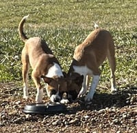 Hope - ADOPTION PENDING!! - Photo 4