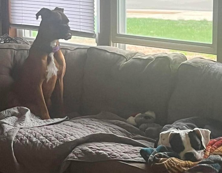 Domino - ADOPTION PENDING WITH MARGIE!! Image