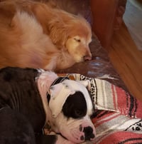 Domino - ADOPTION PENDING WITH MARGIE!! - Photo 3
