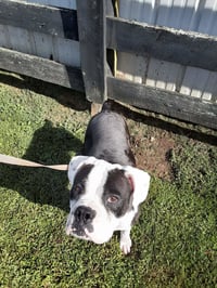 Domino - ADOPTION PENDING WITH MARGIE!! - Photo 5