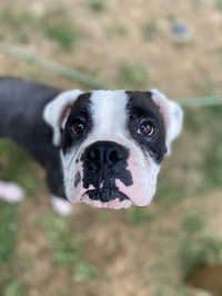 Domino - ADOPTION PENDING WITH MARGIE!! - Photo 6