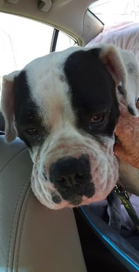Domino - ADOPTION PENDING WITH MARGIE!! - Photo 7