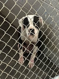 Domino - ADOPTION PENDING WITH MARGIE!! - Photo 8