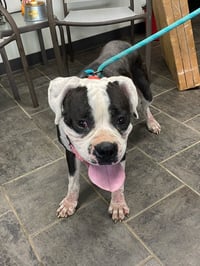 Domino - ADOPTION PENDING WITH MARGIE!! - Photo 9