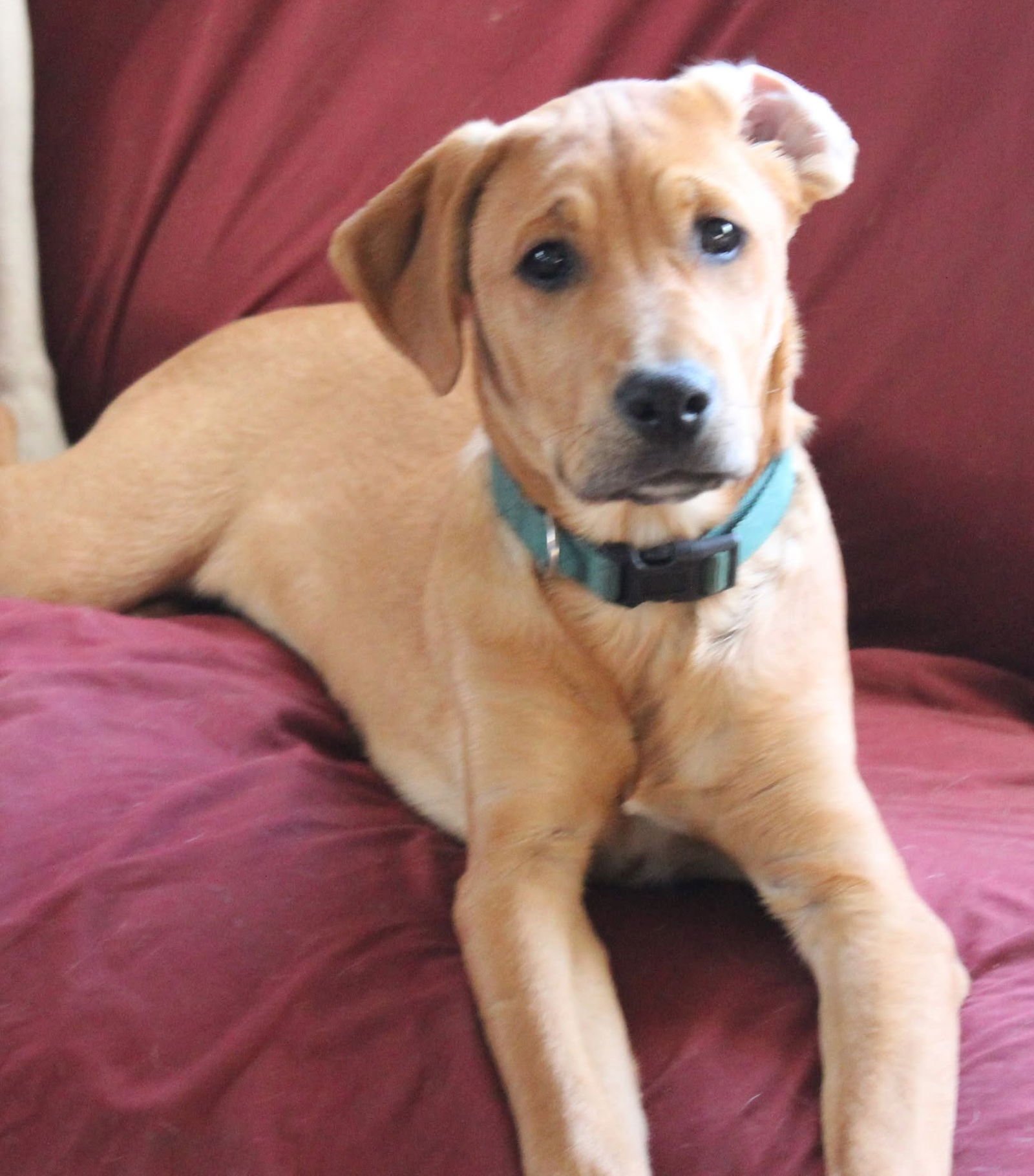 THEODORE - Boxer available for adoption