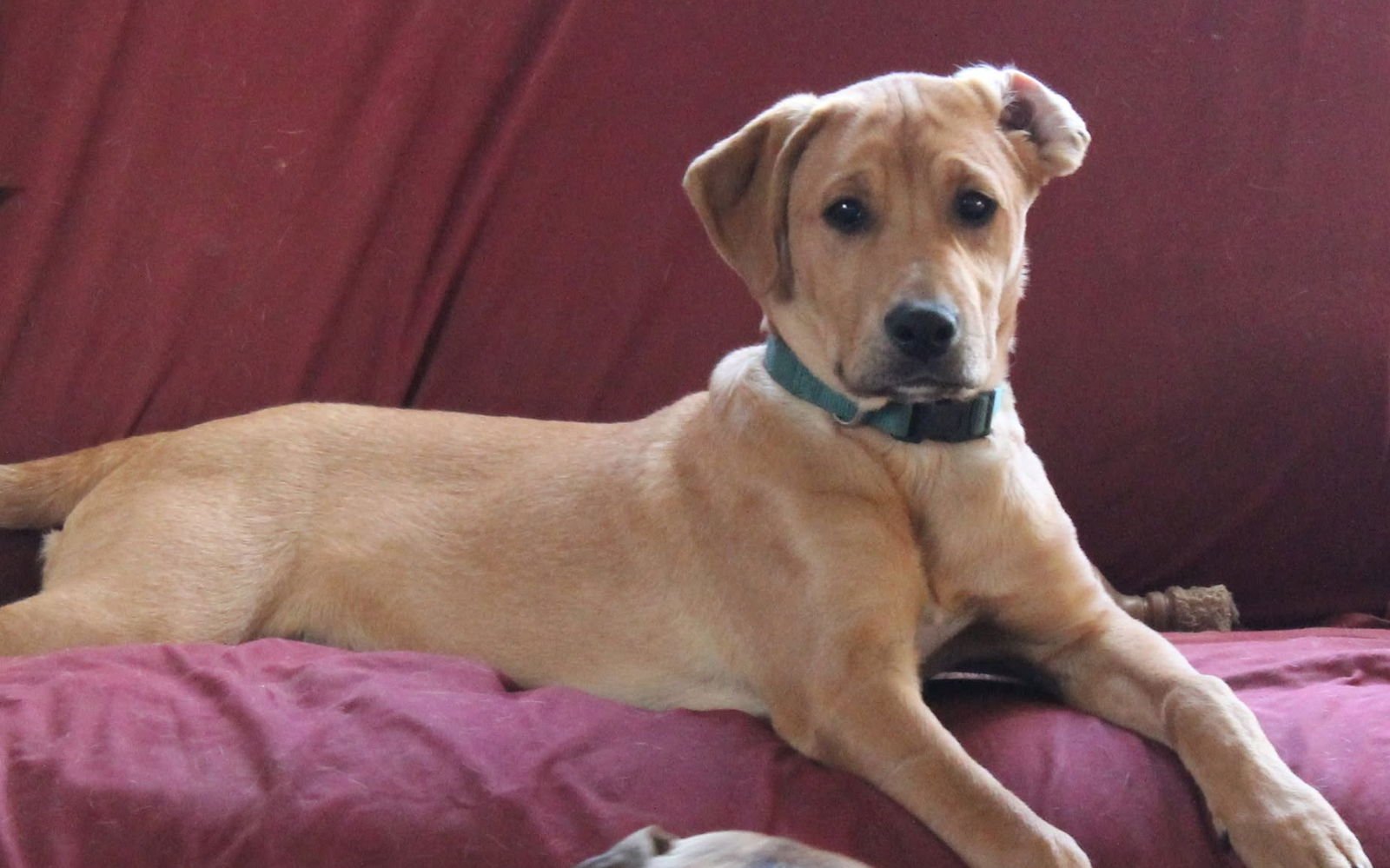 THEODORE - Boxer available for adoption