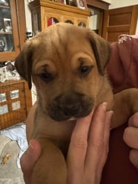 Theodore - Photo 8