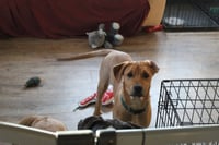 Theodore - Photo 7