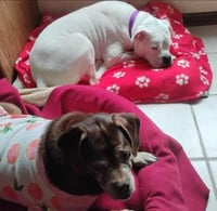 Lady aka Ladybug - BONDED WITH LEO!! - Photo 11