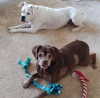 Lady aka Ladybug - BONDED WITH LEO!! - Photo 9