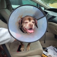 Lady aka Ladybug - BONDED WITH LEO!! - Photo 13