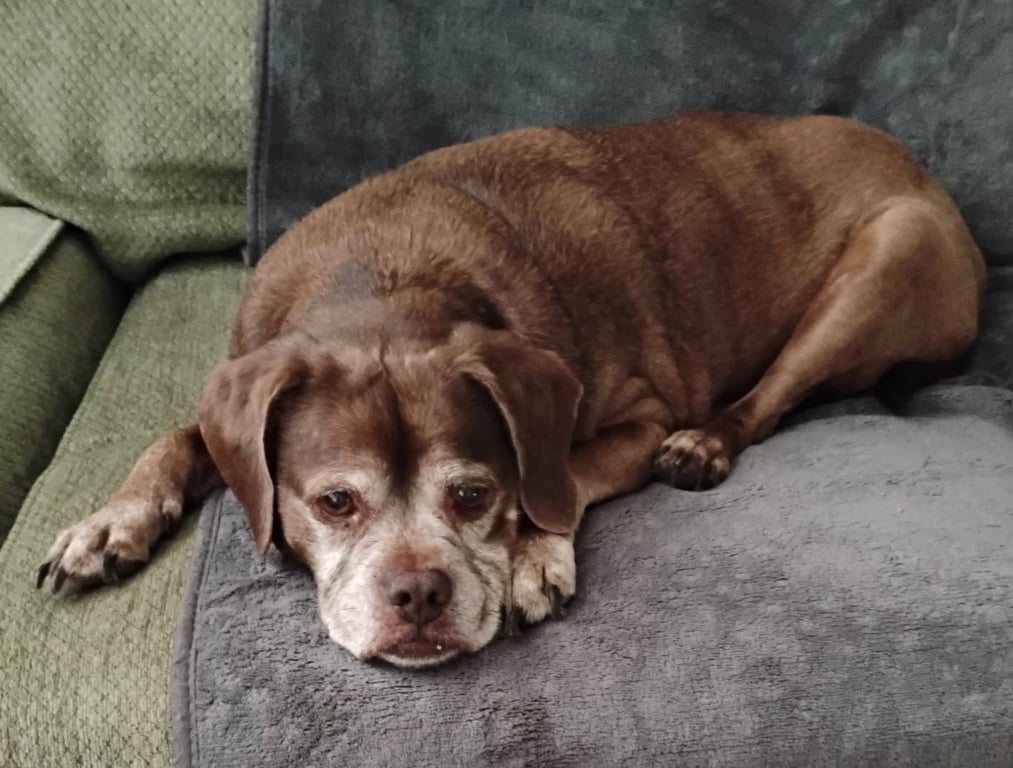 Lady aka Ladybug - BONDED WITH LEO!! Image