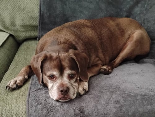 LADY AKA LADYBUG - BONDED WITH LEO!! - Boxer / Pug for adoption in Bloomington
