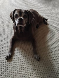 Lady aka Ladybug - BONDED WITH LEO!! - Photo 4
