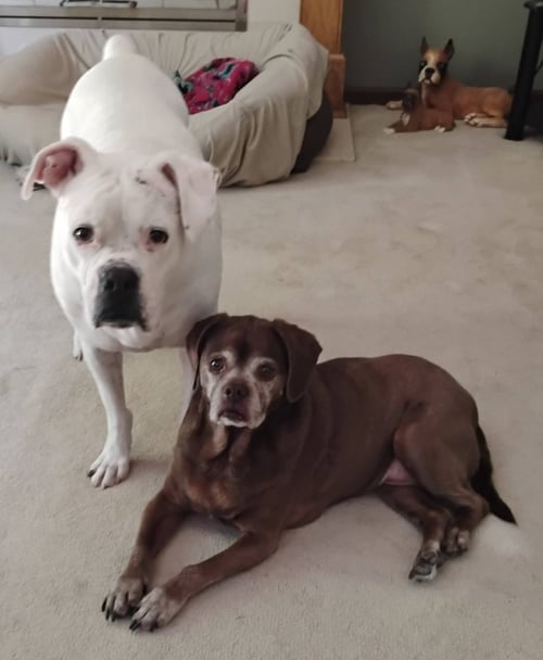 LADY AKA LADYBUG - BONDED WITH LEO!! - Boxer / Pug available for adoption