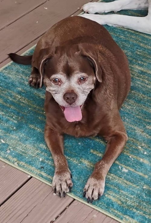 LADY AKA LADYBUG - BONDED WITH LEO!! - Boxer / Pug for adoption in Bloomington
