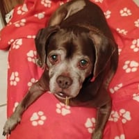 Lady aka Ladybug - BONDED WITH LEO!! - Photo 8