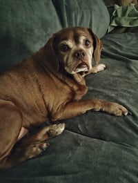 Lady aka Ladybug - BONDED WITH LEO!! - Photo 3