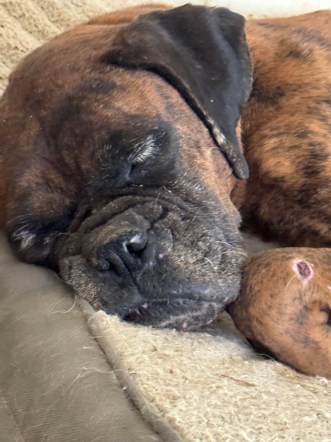 GEMMA - ADOPTION INTEREST!! - Boxer available for adoption