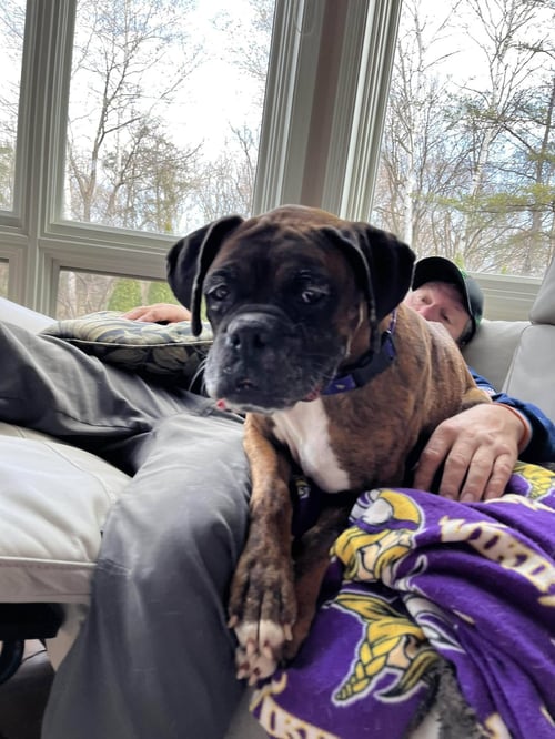GEMMA - Boxer available for adoption