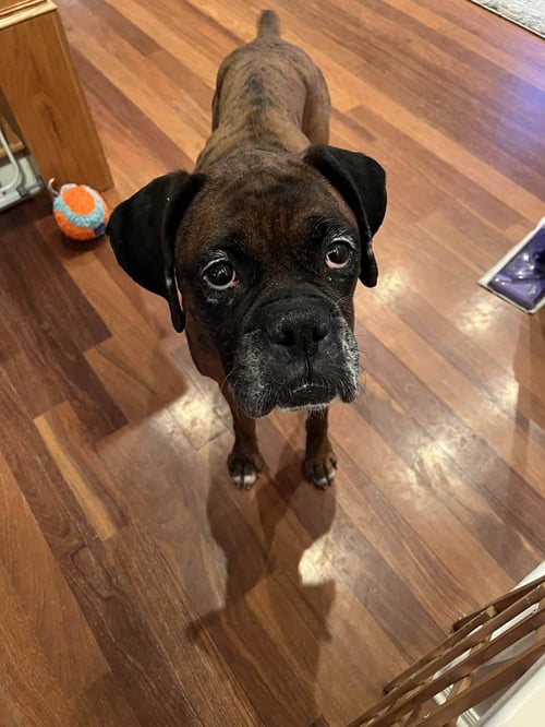 GEMMA - Boxer available for adoption