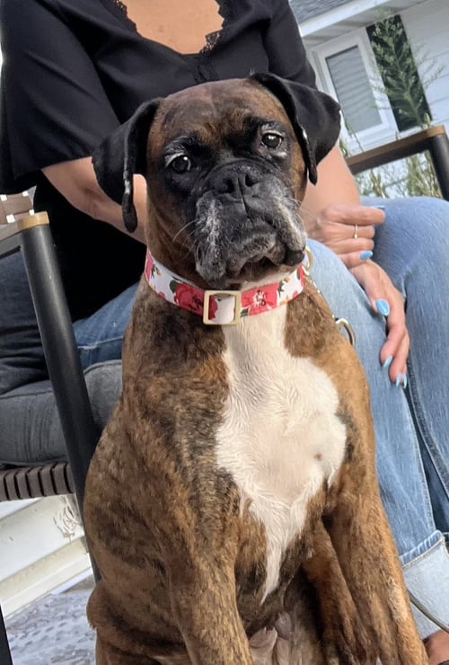 GEMMA - Boxer available for adoption