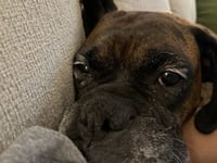 Gemma - Photo 2