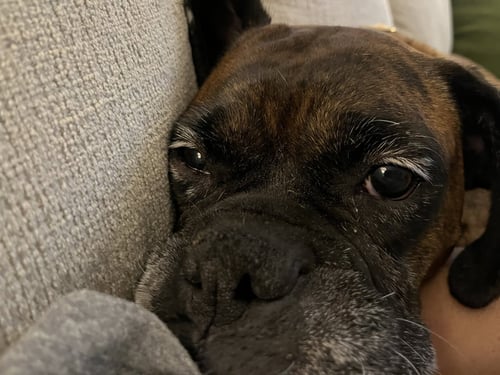 GEMMA - Boxer available for adoption