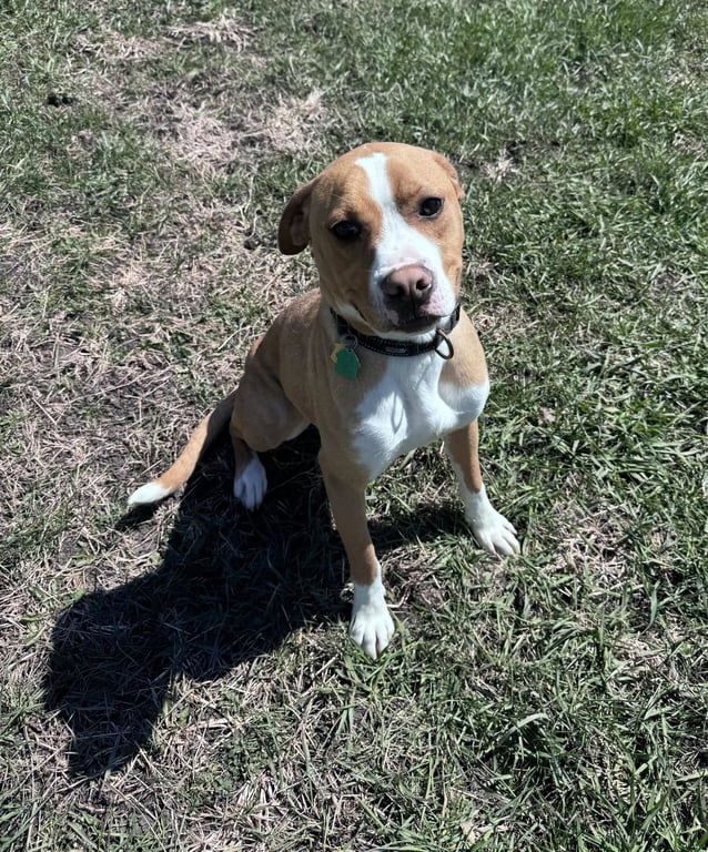 Johnny - FOSTER OR ADOPT ME!! Image