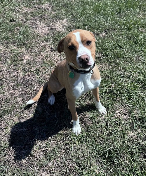 JOHNNY - FOSTER OR ADOPT ME!! - Boxer for adoption in Bloomington