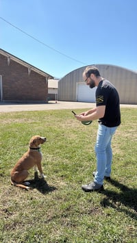 Johnny - FOSTER OR ADOPT ME!! - Photo 2