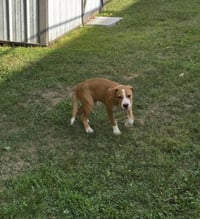 Johnny - FOSTER OR ADOPT ME!! - Photo 17