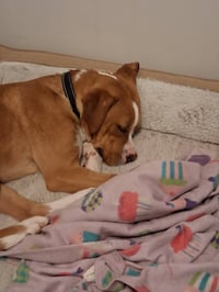 Johnny - FOSTER OR ADOPT ME!! - Photo 11
