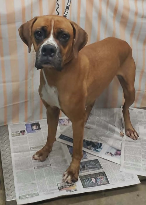 JENNY - Boxer available for adoption