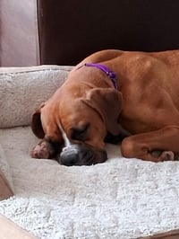 Jenny - ADOPTION INTEREST!! - Photo 3
