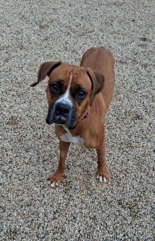 Jenny - ADOPTION INTEREST!! Image