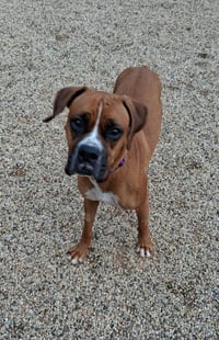 Jenny - ADOPTION INTEREST!! - Photo 1