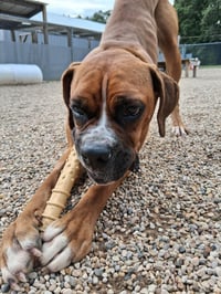 Jenny - ADOPTION INTEREST!! - Photo 2
