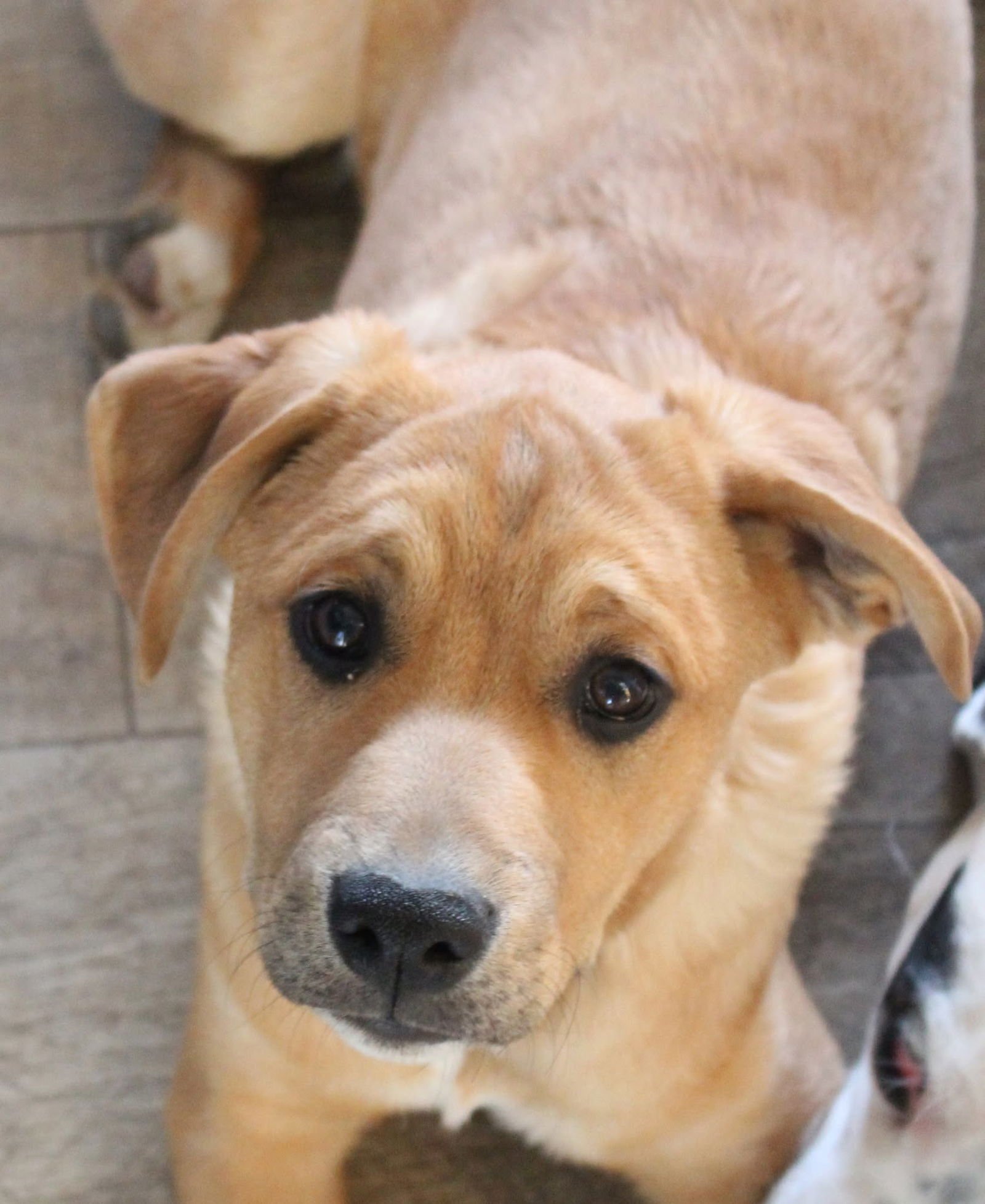 SIMON - Boxer available for adoption